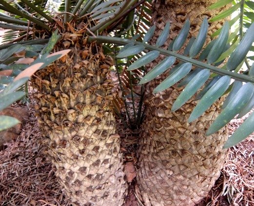 Encephalartos altensteinii stems