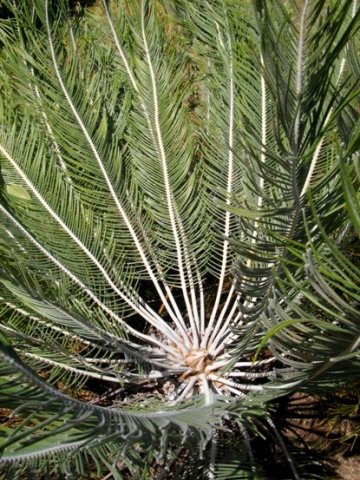 Encephalartos ghellinckii