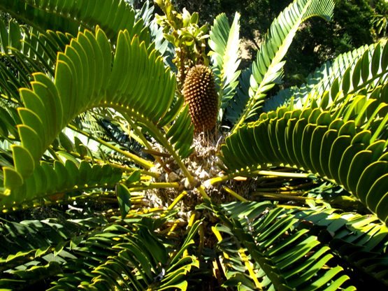 Encephalartos longifolius curving leaves