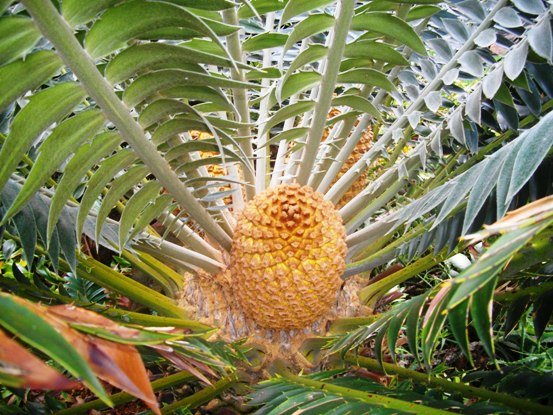 Encephalartos natalensis seed cones