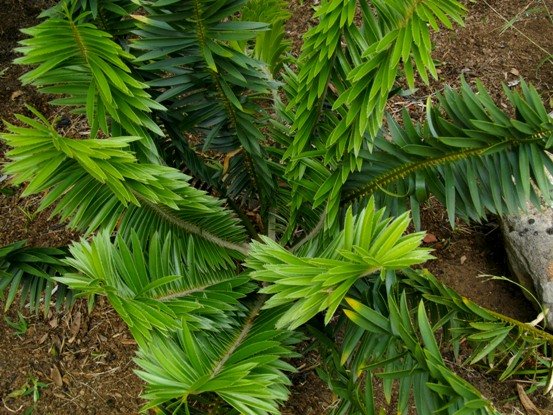 Encephalartos ngoyanus