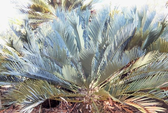 Encephalartos princeps