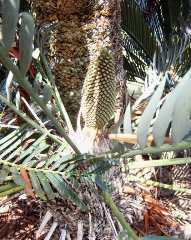 Encephalartos princeps multiple stems