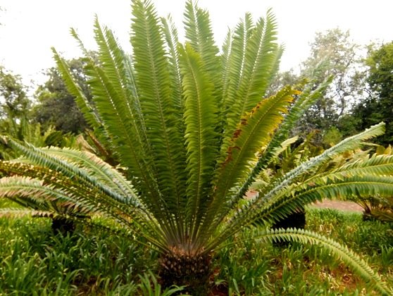 Encephalartos transvenosus crown