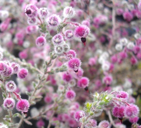 Erica bruniades, dark anthers and longer styles