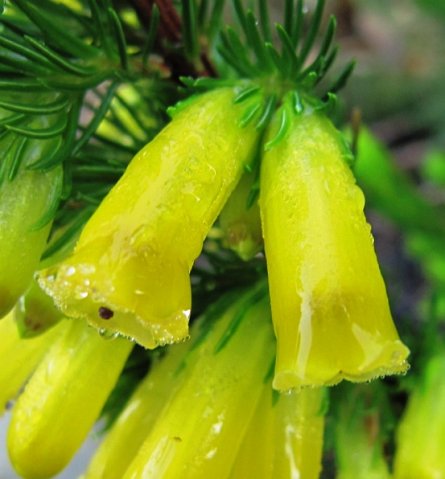 Erica species