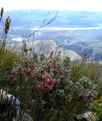 Erica strigilifolia