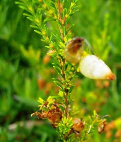Erica urna-viridis