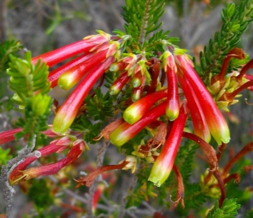 Erica versicolor flowers of different ages