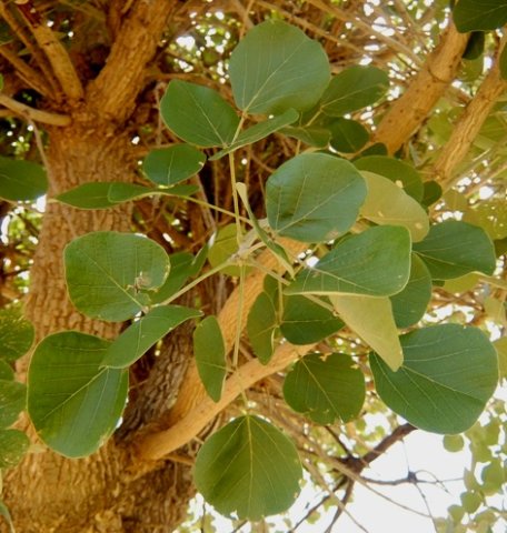 Erythrina abyssinica
