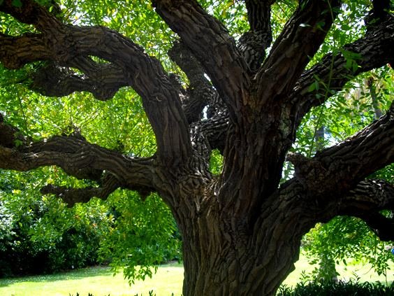 Erythrina crista-galli lower branches