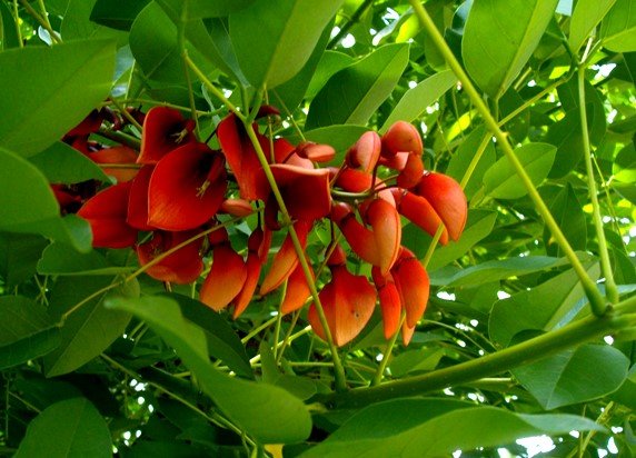 Erythrina crista-galli