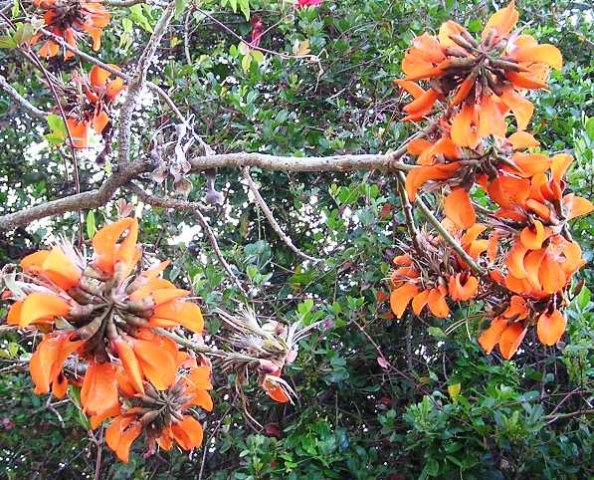 Erythrina species