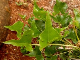 Erythrina humeana leaves