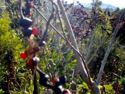 Erythrina humeana red seeds