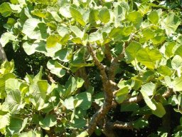 Erythrina latissima