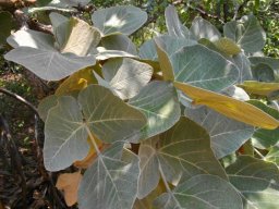 Erythrina latissima young leaves