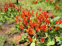 Erythrina zeyheri colour variations