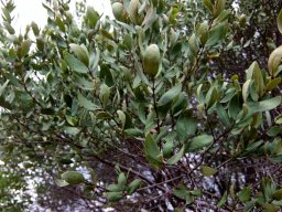 Euclea crispa subsp. crispa