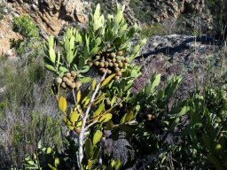 Euclea polyandra