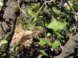 Euclea tomentosa stem