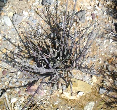 Euphorbia arceuthobioides, the ystervarkmelkbos 