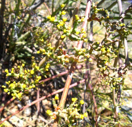 Euphorbia arceuthobioides cyathia in summer