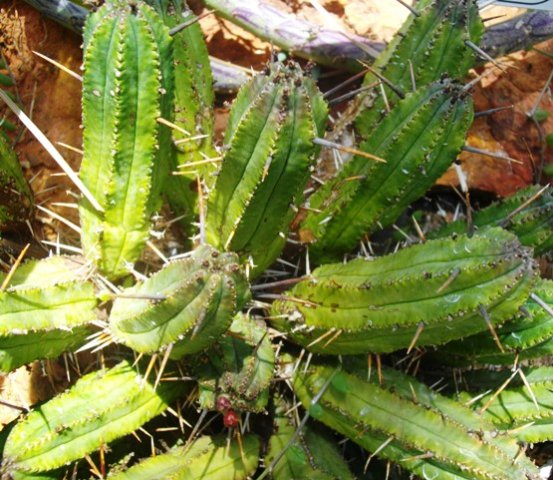 Euphorbia atrispina