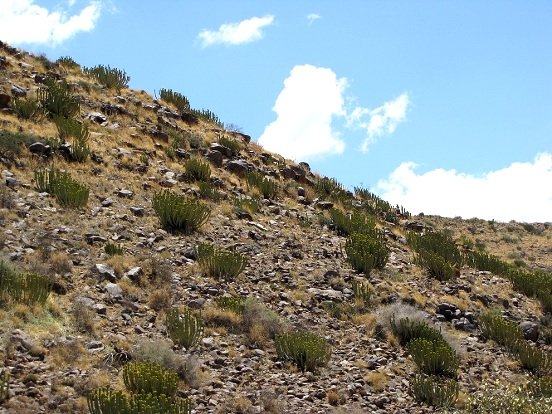 Euphorbia avasmontana var. avasmontana