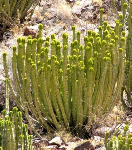 Euphorbia avasmontana var. avasmontana