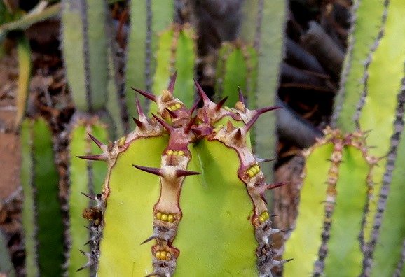 Euphorbia avasmontana var. avasmontana stem-tip