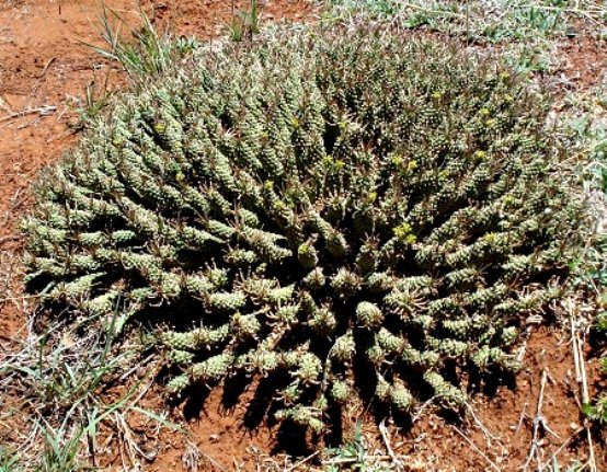 Euphorbia bergii
