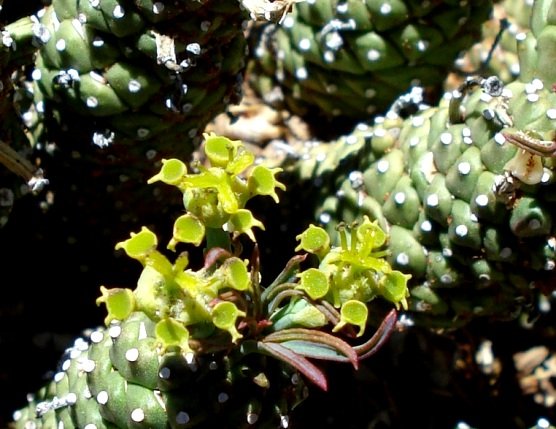 Euphorbia bergii cyathia