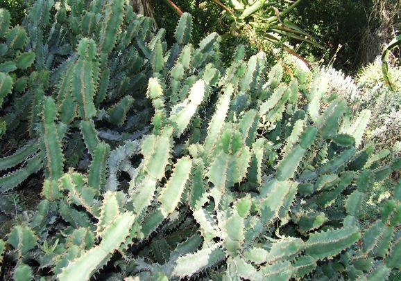 Euphorbia bothae in the Walter Sisulu National Botanical Garden