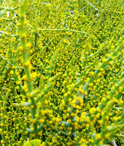 Euphorbia burmannii in the flowering season