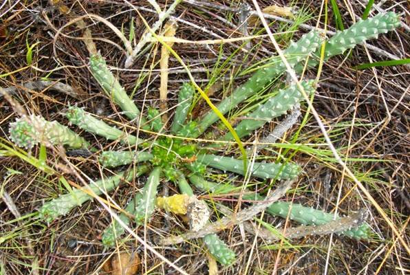 Euphorbia caput-medusae