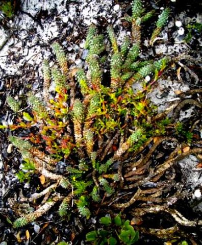 Euphorbia caput-medusae when it has been through the wars