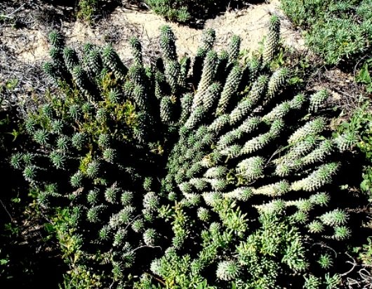Euphorbia caput-medusae strong growth