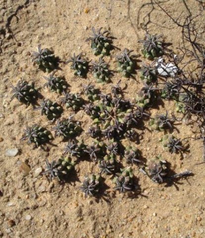 Euphorbia caput-medusae meerkatting it in the sand