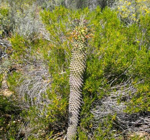 Euphorbia clandestina getting on in life