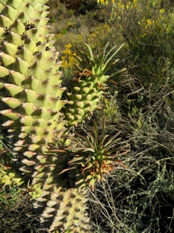 Euphorbia clandestina branches