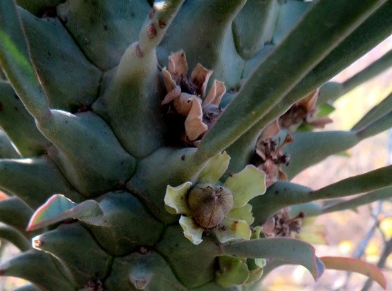 Euphorbia clandestina fruit in a cup