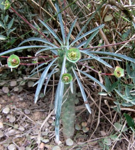 Euphorbia clava
