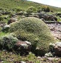 Euphorbia clavarioides var. clavarioides