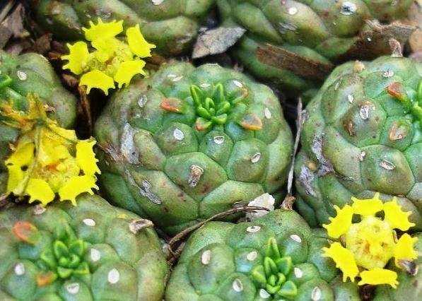 Euphorbia clavarioides cyathia and leaves