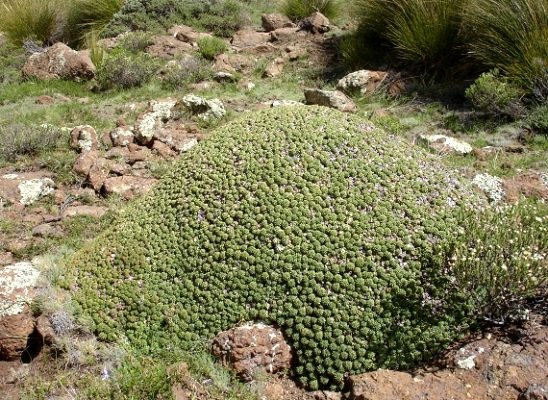 Euphorbia clavarioides subsp. clavarioides