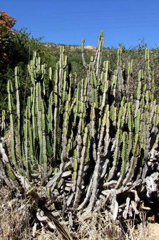 Euphorbia caerulescens growing dense
