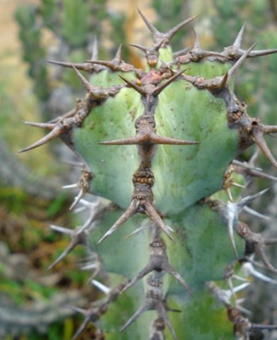 Euphorbia caerulescens without new growth