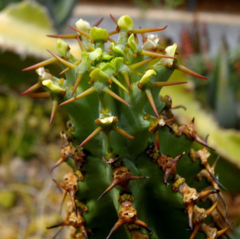 Euphorbia caerulescens