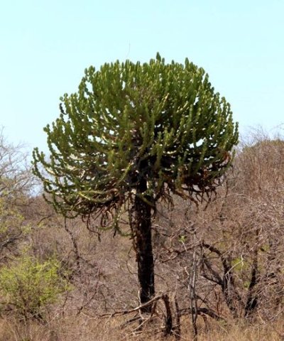 Euphorbia cooperi bare stem